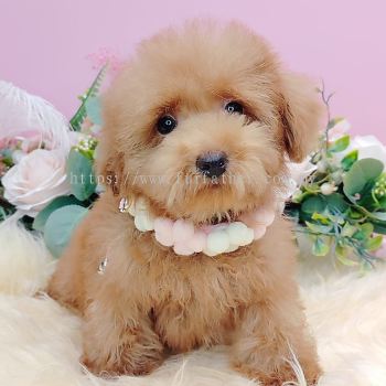  Maltipoo 马尔泰迪