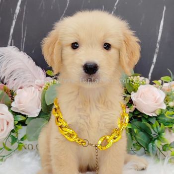  Golden Retriever 黄金猎犬