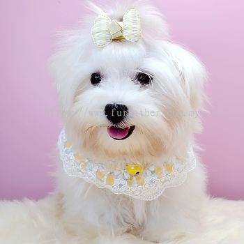  Maltese ˹