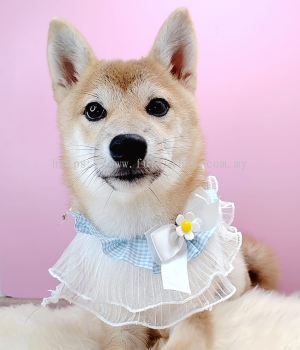 Shiba Inu 柴犬