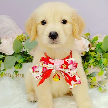 Golden Retriever 黄金猎犬