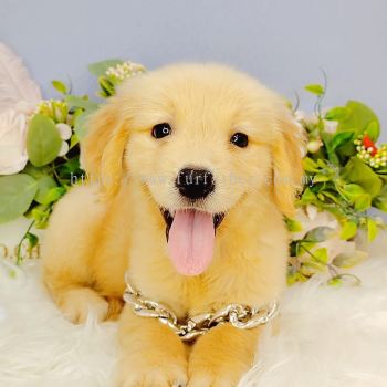  Golden Retriever 黄金猎犬