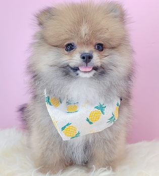  Pomeranian 