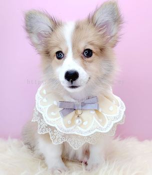  Welsh Corgi 柯基