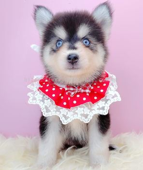  Pomsky 博士奇