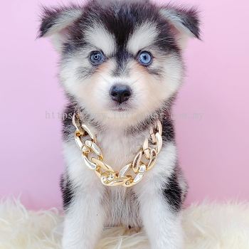  Pomsky 博士奇