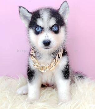  Pomsky ʿ