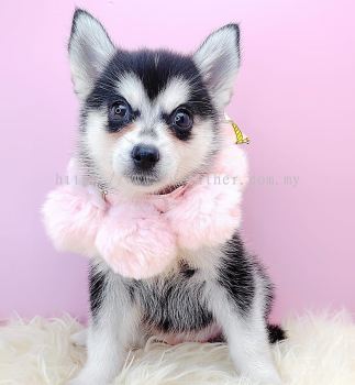  Pomsky 博士奇