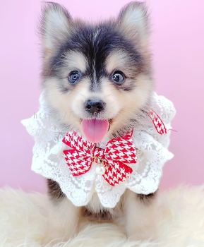 Pomsky 博士奇