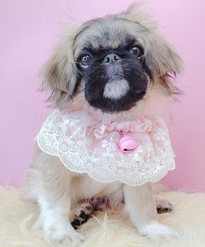  Pekingese 北京犬