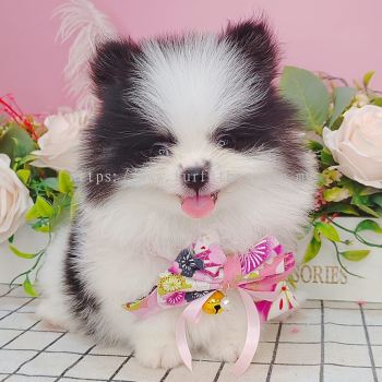  Pomeranian 博美