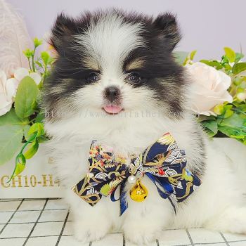  Pomeranian 博美