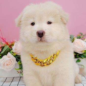  Chow Chow 松狮犬