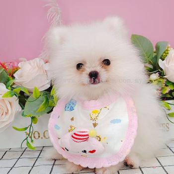  Pomeranian 博美