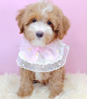 Maltipoo 马尔泰迪