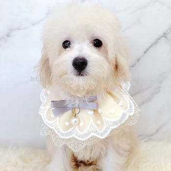 Maltipoo 马尔泰迪