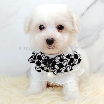 Maltipoo 马尔泰迪