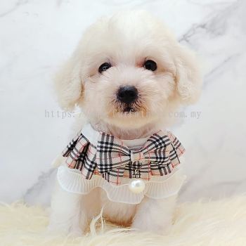 Maltipoo 马尔泰迪