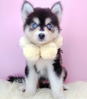  Wooly Husky ʿ