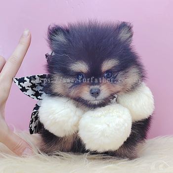  Pomeranian 博美