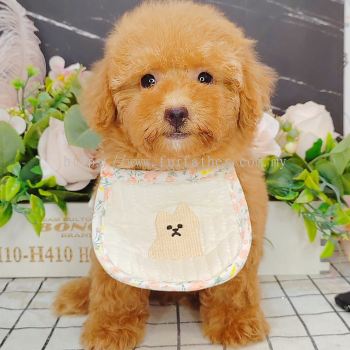 Poodle 泰迪贵宾