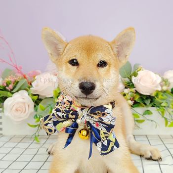 Shiba Inu 柴犬