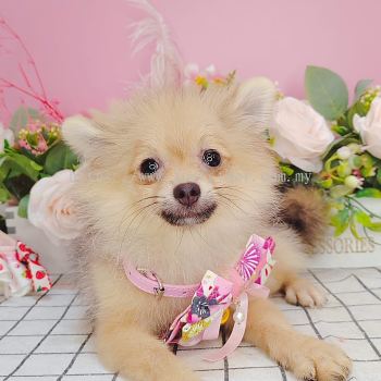 Pomeranian 博美