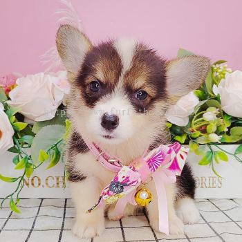  Welsh Corgi 柯基