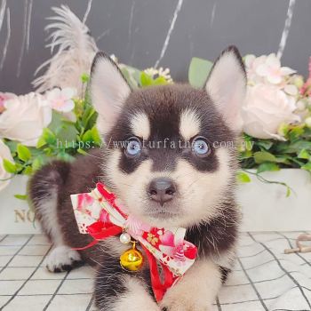  Pomsky 博士奇