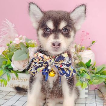  Pomsky 博士奇