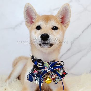 Shiba Inu 柴犬