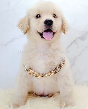 Golden Retriever 黄金猎犬