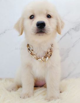 Golden Retriever 黄金猎犬