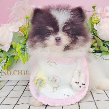  Pomeranian 博美