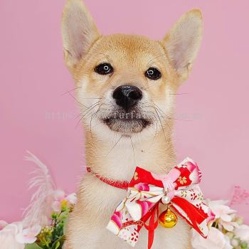 Shiba Inu 柴犬