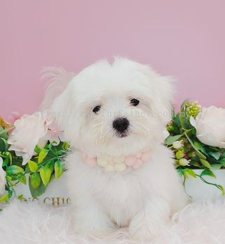  Maltese ˹