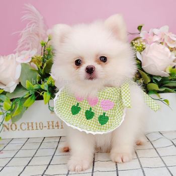 Pomeranian 博美