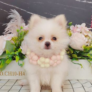 Pomeranian 博美