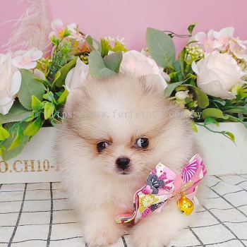 Pomeranian 博美