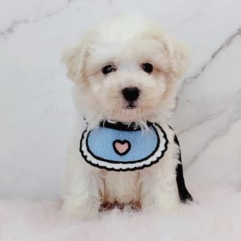 Maltipoo 马尔泰迪