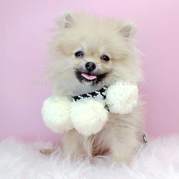 Pomeranian 博美