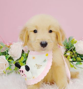 Golden Retriever 黄金猎犬