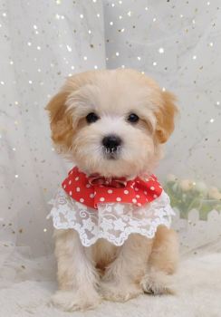 Maltipoo 马尔泰迪