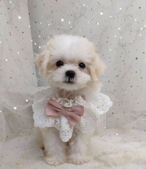 Maltipoo 马尔泰迪