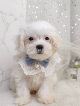 Maltipoo 马尔泰迪