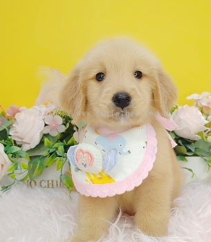 Golden Retriever 黄金猎犬