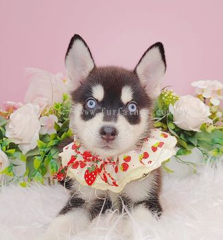 Pomsky 博士奇