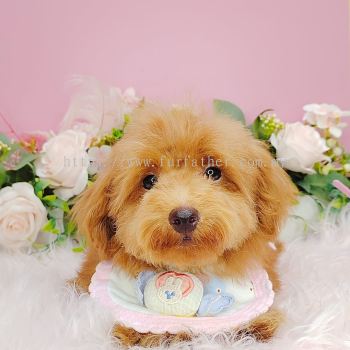 Poodle 泰迪贵宾