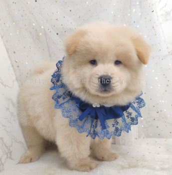 Chow Chow ʨȮ