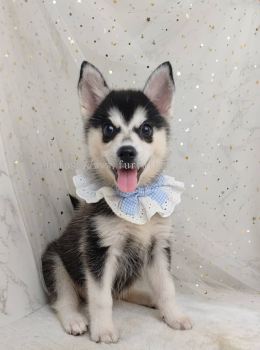 Pomsky 博士奇